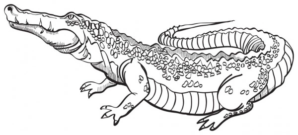 Kolorowanka dumny aligator